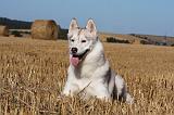 SIBERIAN HUSKY 703